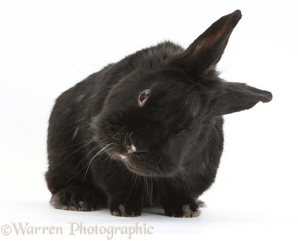 Poorly black rabbit with middle ear infection, causing him to constantly hold his head on one side, white background