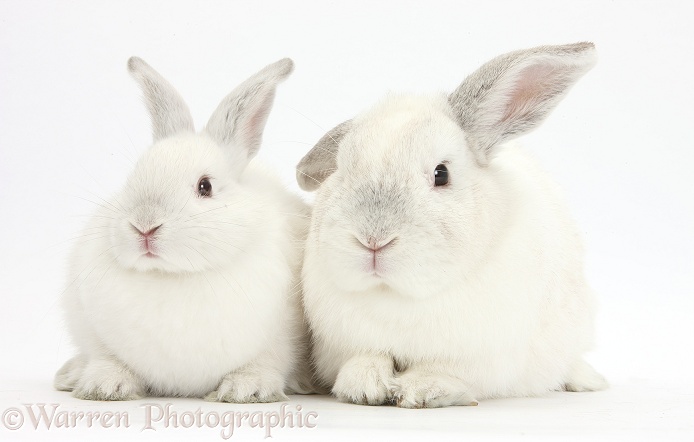 Elderly white rabbit, Foggy, 8 years old, and his young son, 9 weeks old, white background
