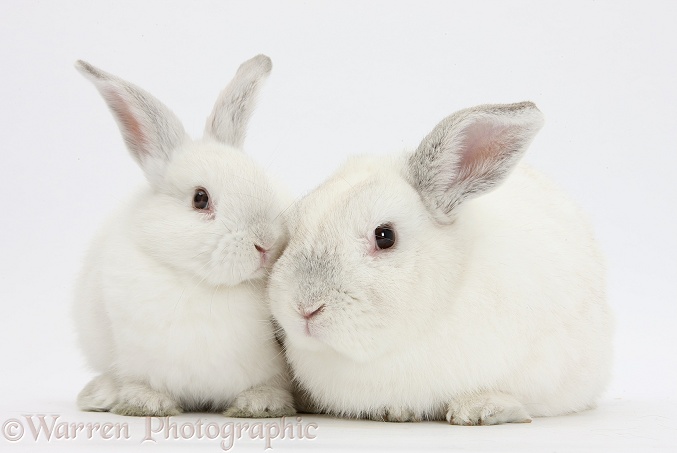 Elderly white rabbit, Foggy, 8 years old, and his young son, 9 weeks old, white background