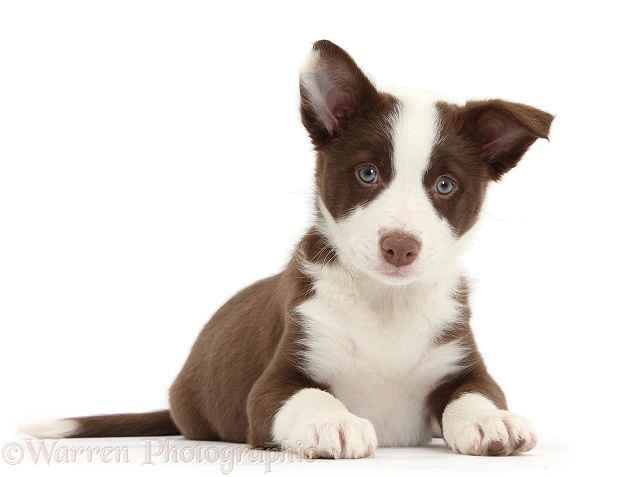 Chocolate Border Collie bitch pup, white background
