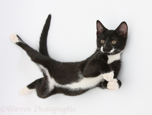 Black-and-white tuxedo male kitten, Tuxie, 12 weeks old, rolling playfully, white background