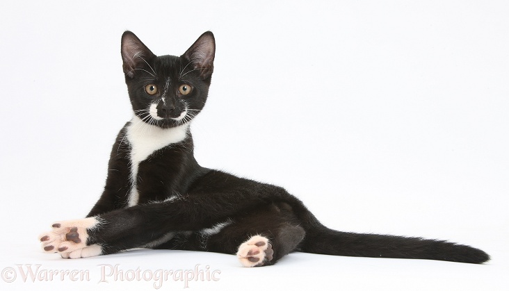 Black-and-white tuxedo male kitten, Tuxie, 3 months old, lounging, white background