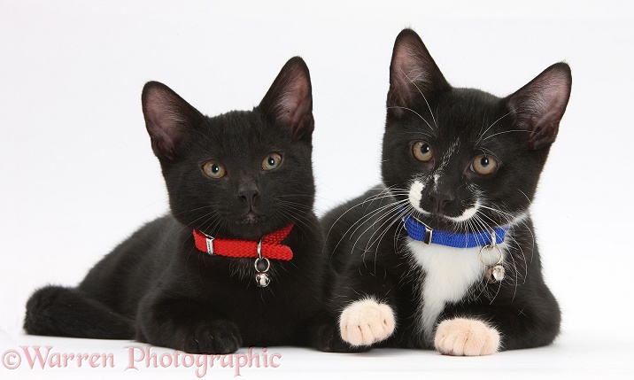 Black and Black-and-white tuxedo male kittens, Tuxie and Buxie, 3 months old, lying together, wearing collars and bells, white background