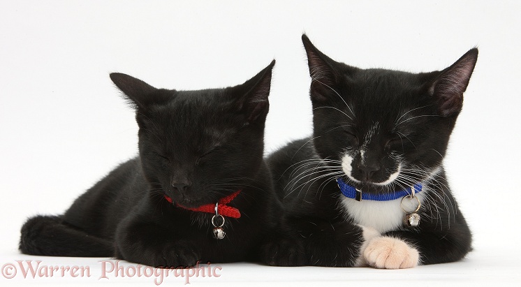 Black and Black-and-white tuxedo male kittens, Tuxie and Buxie, 3 months old, dozing together, wearing collars and bells, white background