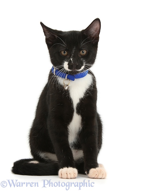 Black-and-white tuxedo male kitten, Tuxie, 3 months old, sitting wearing a blue collar and bell, white background