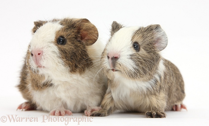 Two young Guinea pigs, white background