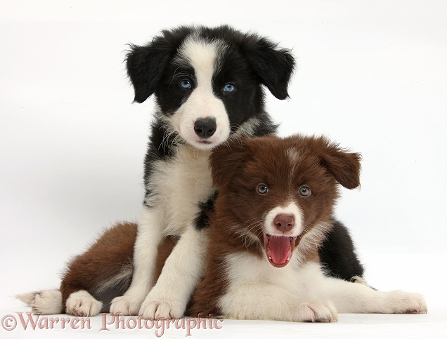 Black-and-white and chocolate-and-white Border Collie pups, white background