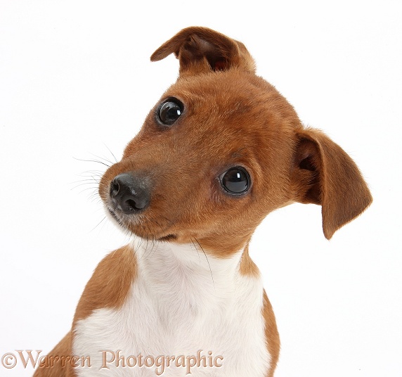 Jack Russell Terrier x Chihuahua pup, Nipper, sitting and looking quizzical with head tilted, white background