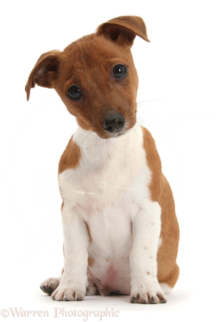 Jack Russell Terrier x Chihuahua pup, Nipper, sitting and looking quizzical with head tilted, white background