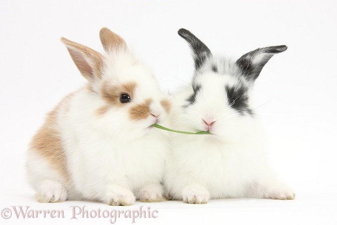 Young rabbits sharing a blade of grass, white background