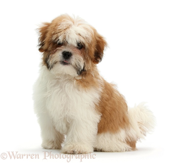 Maltese x Shih-tzu pup, Leo, 13 weeks old, sitting, white background