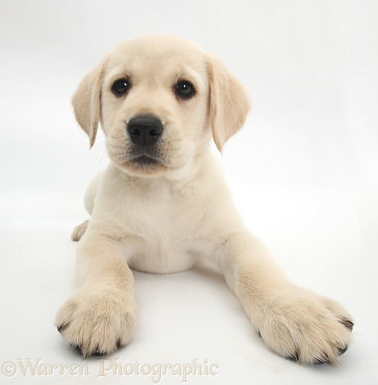 Yellow Labrador Retriever puppy, 8 weeks old, lying with head up, white background