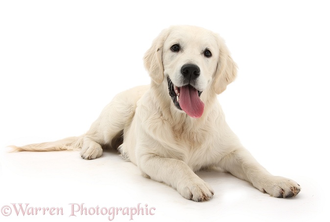 Golden Retriever dog, lying with head up, white background