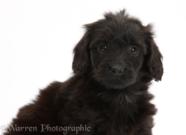 Black Daxiedoodle pup, 6 weeks old, white background
