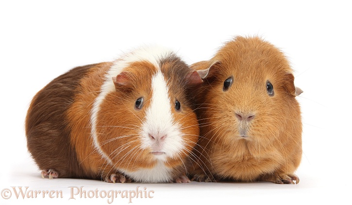 Two Guinea pigs, white background