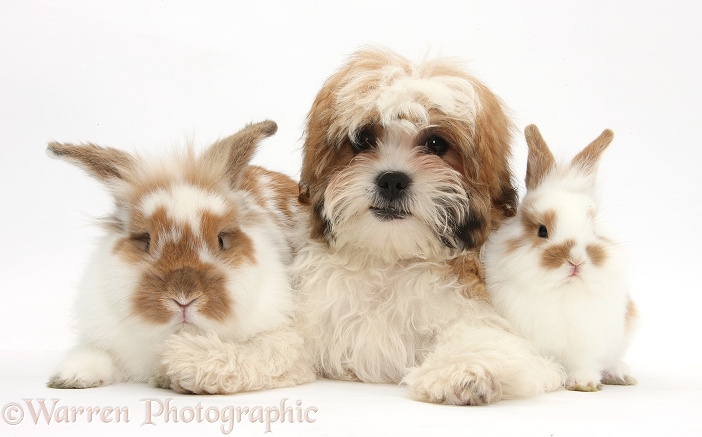 Maltese x Shih-tzu pup, Leo, 13 weeks old, with sandy-and-white rabbits, white background