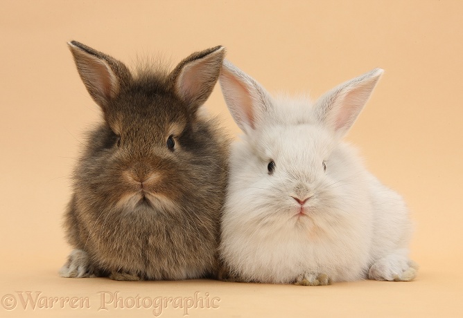Baby rabbits on beige background
