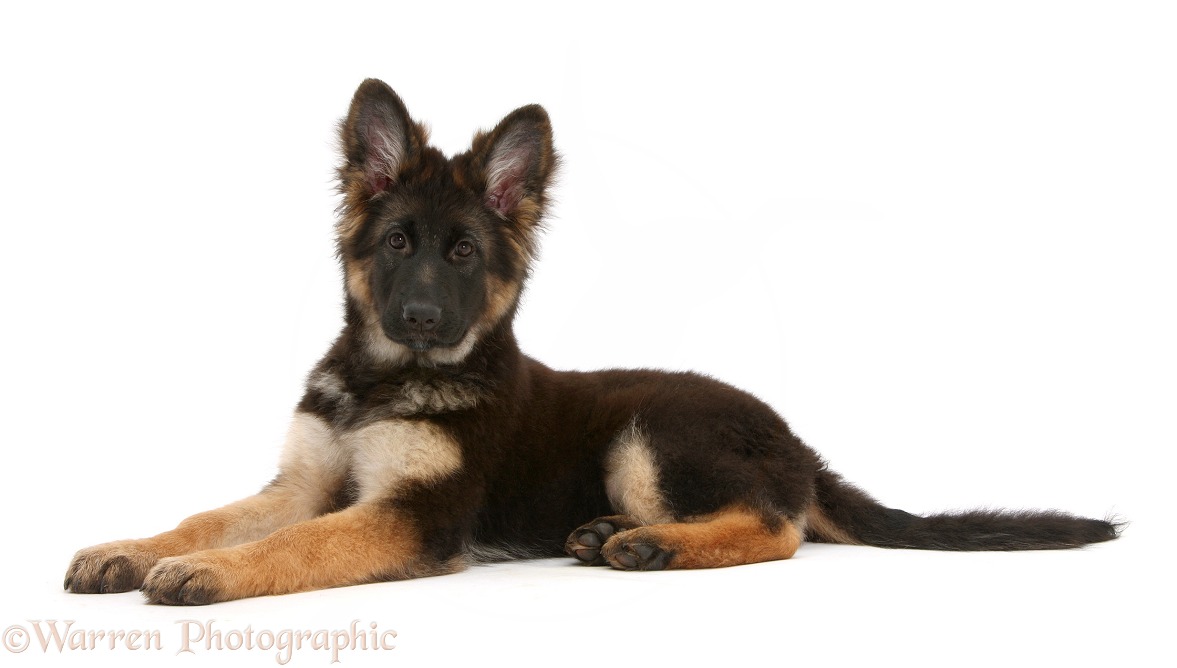 German Shepherd Dog bitch pup, Coco, 14 weeks old, white background