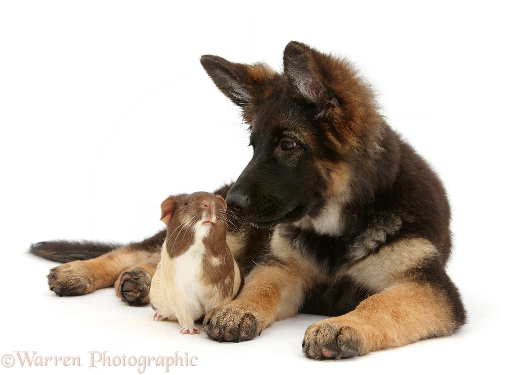 German Shepherd Dog bitch pup, Coco, 14 weeks old, with a Guinea pig, white background