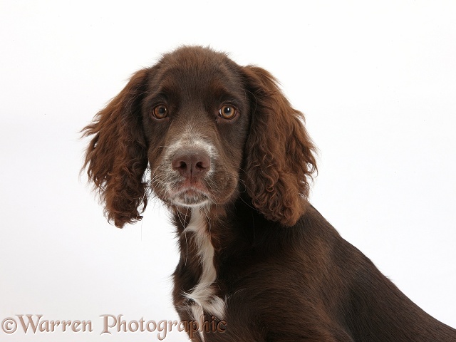 Chocolate Cocker Spaniel pup, Jeff, 4 months old, white background