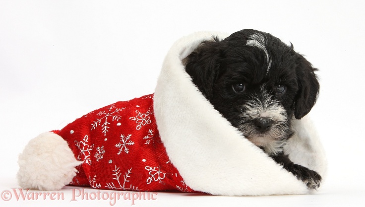 Black-and-white Yorkipoo pup, 7 weeks old, in a Father Christmas hats, white background
