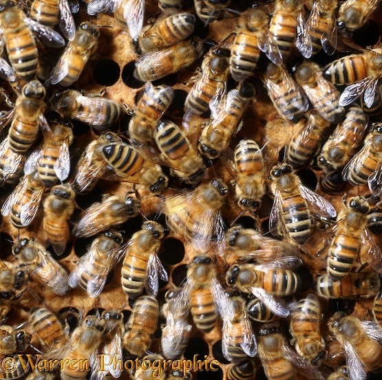 Honey Bee (Apis mellifera) worker carrying full pollen sacs (centre frame) executes waggle dance watched by other workers.  Multi-exposure shot to show rapid movement of dance.  Worldwide
