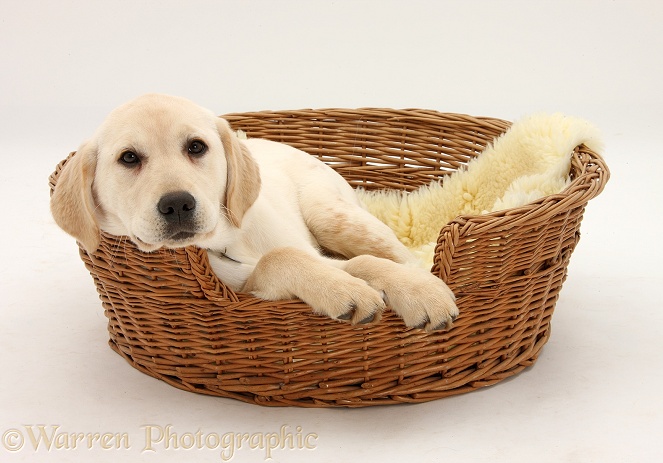 Yellow Labrador pup, 4 months old, lying in a wicker basket dog bed, white background