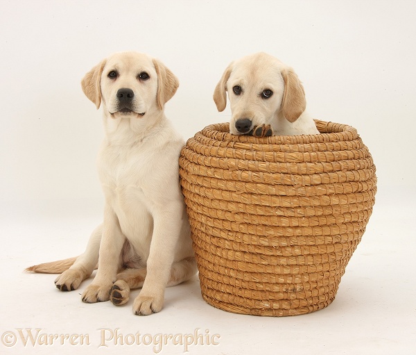 Yellow Labrador Retriever pups, 4 months old, in straw laundry basket, white background