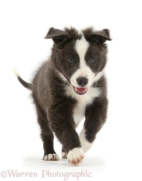 Blue-and-white Border Collie pup running forward, white background