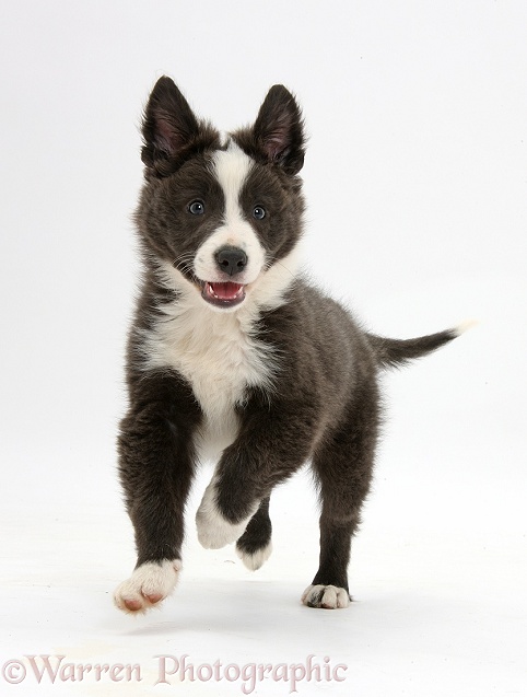 Blue-and-white Border Collie pup running forward, white background