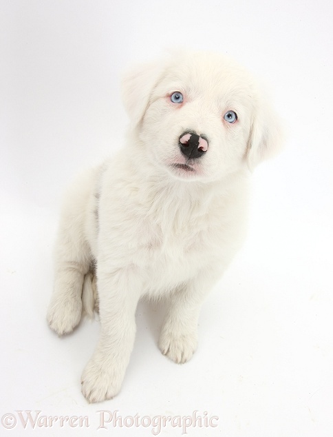 Mostly white Border Collie dog pup, Dash, 8 weeks old, unilaterally deaf, white background