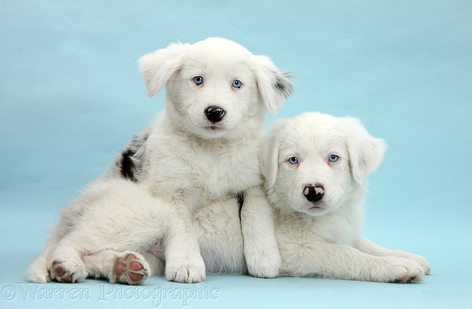 Mostly white Border Collie pups, Dash and Gracie, 8 weeks old, on blue background. One is unilaterally deaf and the other half deaf