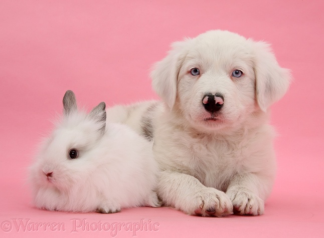 Mostly white Border Collie dog pup, Dash, 8 weeks old, unilaterally deaf, with white rabbit on pink background