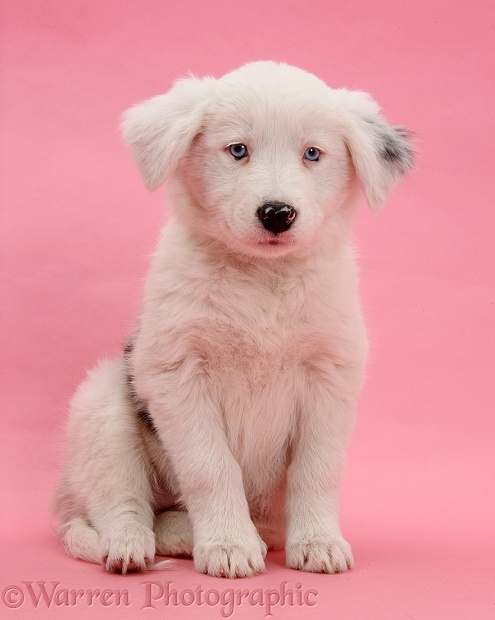 Mostly white Border Collie bitch pup, Gracie, 8 weeks old, half deaf, sitting on pink background