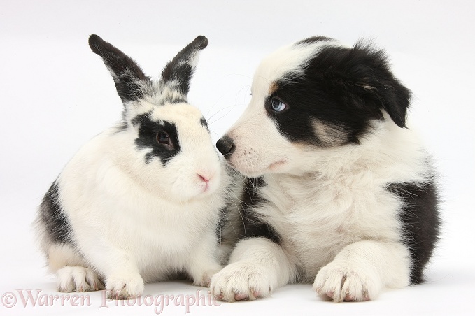 Tricolour Border Collie pup, Basil, 8 weeks old, with black-and-white rabbit, Bandit, white background