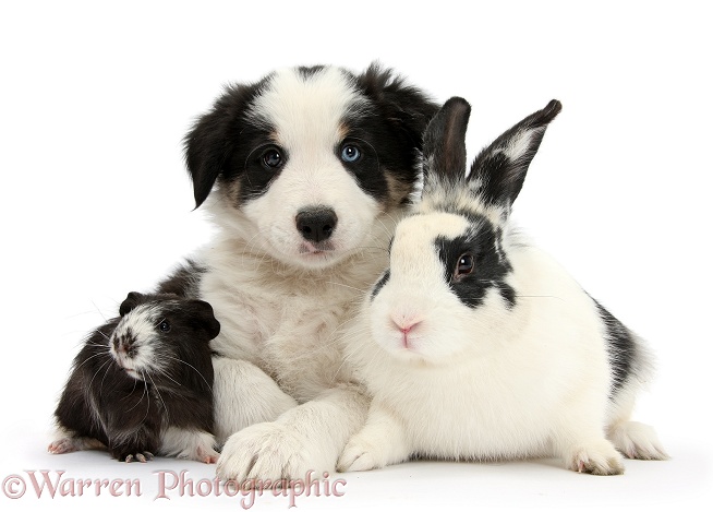 Black-and-white Border Collie pup, Basil, 8 weeks old, with black-and-white rabbit, Bandit, and Guinea pig, white background