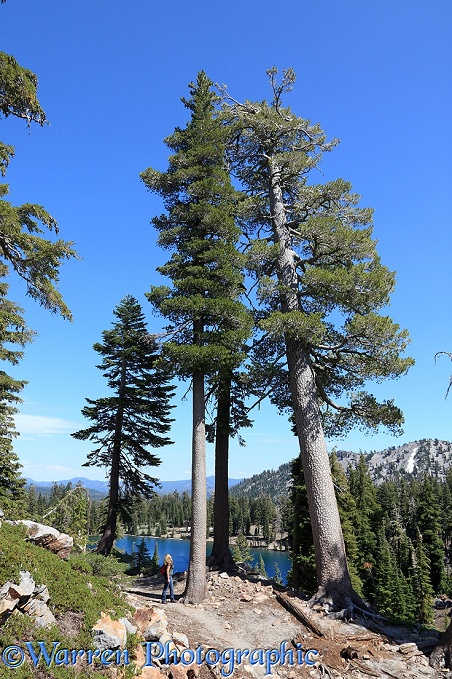 Ponderosa Pines (Pinus ponderosa).  Lassen Volcanic, California, USA