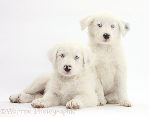 Mostly white Border Collie pups, Dash and Gracie, 8 weeks old. One is unilaterally deaf and the other half deaf, white background
