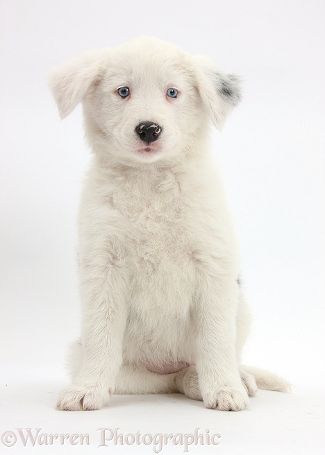 Mostly white Border Collie bitch pup, Gracie, 8 weeks old, half deaf, white background