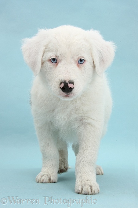 Mostly white Border Collie dog pup, Dash, 8 weeks old, unilaterally deaf, on blue background