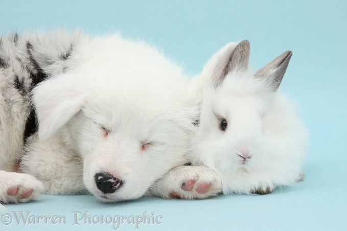 Mostly white Border Collie pup, Gracie, 8 weeks old, sleeping with white fluffy rabbit, on blue background