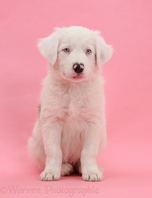 Mostly white Border Collie dog pup, Dash, 8 weeks old, unilaterally deaf, sitting on pink background