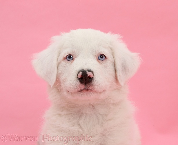 Mostly white Border Collie dog pup, Dash, 8 weeks old, unilaterally deaf, on pink background