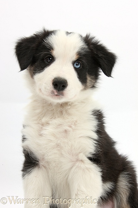 Black-and-white Border Collie pup, Basil, 8 weeks old, white background