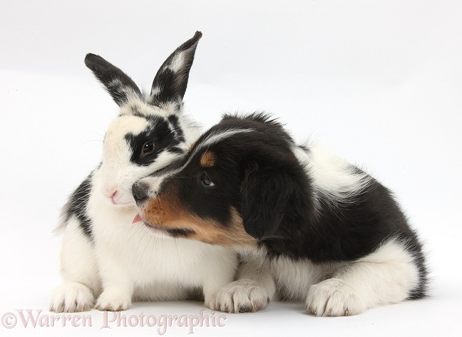 Tricolour Border Collie pup, Drift, 8 weeks old, with black-and-white rabbit, Bandit, white background
