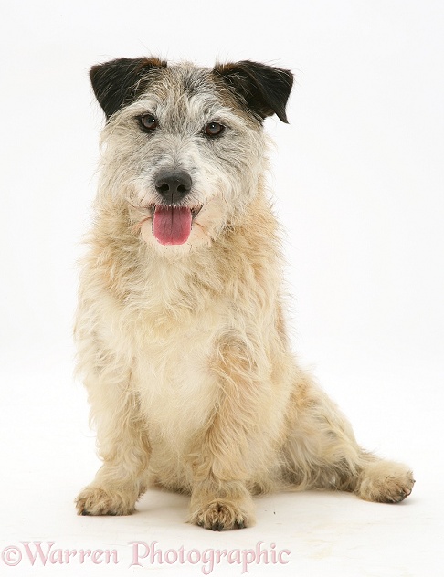 Patterdale x Jack Russell Terrier, Jorge, sitting, white background
