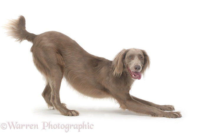 Long-haired Weimaraner dog, Max, in play-bow stance, white background