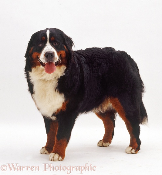 Bernese Mountain Dog bitch, 10 months old, standing, white background