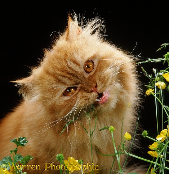 Red tabby Persian male cat eating grass