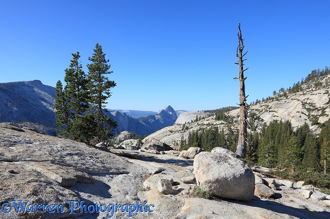 Whitebark Pine (Pinus albicaulis) and granite boulders.  Yosemite, California, USA